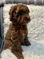 CHARLIE, a male Poodle - Toy  for sale in Long Beach, CA – 4 of 6