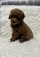 CHARLIE, a male Poodle - Toy  for sale in Long Beach, CA – 2 of 6