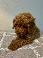 MILO, a male Poodle - Toy  for sale in Long Beach, CA – 2 of 9