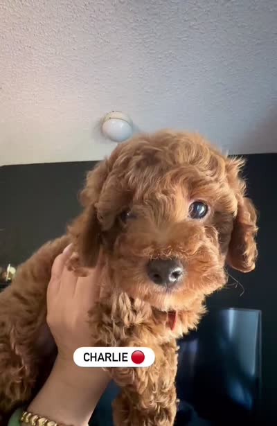 CHARLIE, a male Poodle - Toy  for sale in Long Beach, CA – 6 of 6