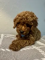 MILO, a male Poodle - Toy  for sale in Long Beach, CA – 3 of 9