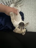 Rio, a male American Pit Bull Terrier and Alaskan Husky for sale in Beech Grove, IN – 4 of 7