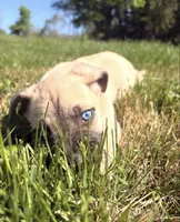 Rio, a male American Pit Bull Terrier and Alaskan Husky for sale in Beech Grove, IN – 2 of 7