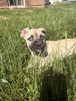 Rio, a male American Pit Bull Terrier and Alaskan Husky for sale in Beech Grove, IN – 5 of 7
