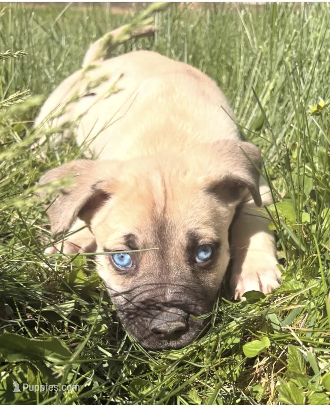 Rio – American Pit Bull Terrier, Alaskan Husky puppy for sale in Beech Grove, IN