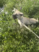 Rio, a male American Pit Bull Terrier and Alaskan Husky for sale in Beech Grove, IN – 7 of 7