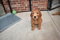 Winston, a male Goldendoodle for sale in Oklahoma City, OK – 2 of 2