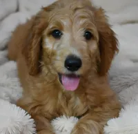 Theo, a male Goldendoodle for sale in Oklahoma City, OK – 3 of 4