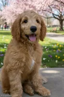 Theo, a male Goldendoodle for sale in Oklahoma City, OK – 2 of 4