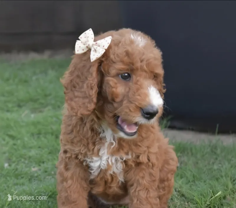 Willa Jane – Goldendoodle puppy for sale in Oklahoma City, OK