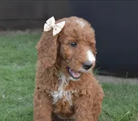 Willa Jane, a female Goldendoodle for sale in Oklahoma City, OK – 2 of 3