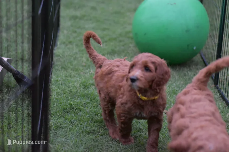 Ruby Mae – Goldendoodle puppy for sale in Oklahoma City, OK
