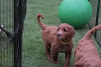 Ruby Mae, a female Goldendoodle for sale in Oklahoma City, OK – 1 of 2