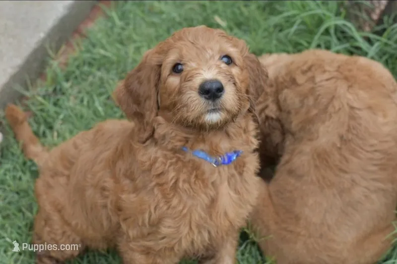 Winston – Goldendoodle puppy for sale in Oklahoma City, OK