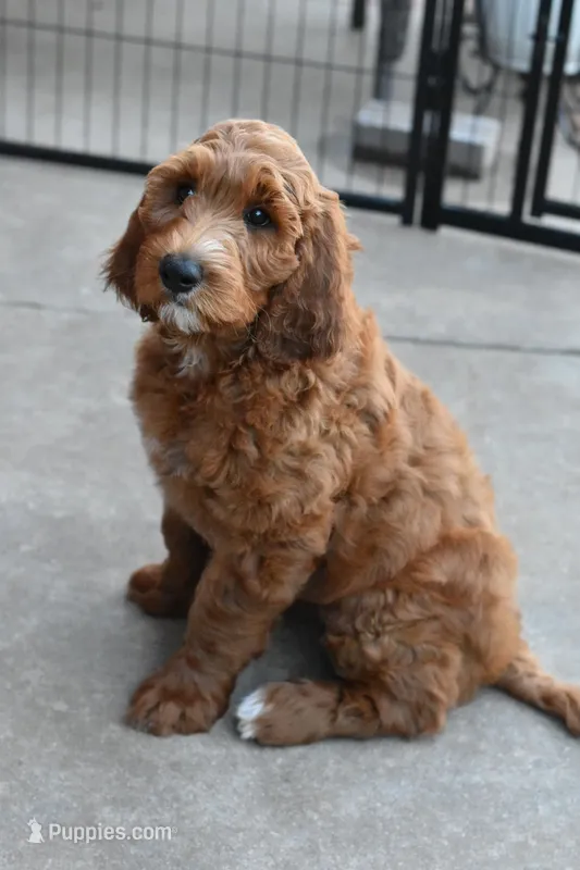 Ruby Mae – Goldendoodle puppy for sale in Oklahoma City, OK