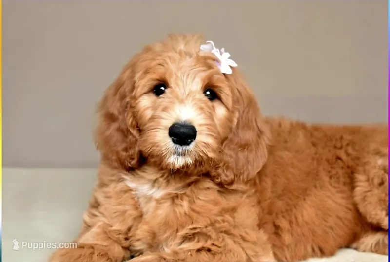Violet Grace – Goldendoodle puppy for sale in Oklahoma City, OK