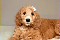 Violet Grace, a female Goldendoodle for sale in Oklahoma City, OK – 1 of 2