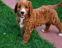 Willa Jane, a female Goldendoodle for sale in Oklahoma City, OK – 3 of 3