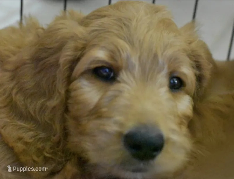 Theo – Goldendoodle puppy for sale in Oklahoma City, OK