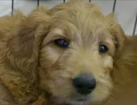 Theo, a male Goldendoodle for sale in Oklahoma City, OK – 1 of 1