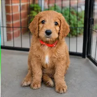 Theo, a male Goldendoodle for sale in Oklahoma City, OK – 1 of 4