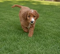 Willa Jane, a female Goldendoodle for sale in Oklahoma City, OK – 1 of 3