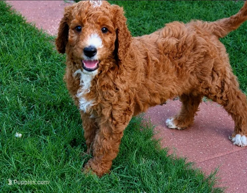 Willa Jane – Goldendoodle puppy for sale in Oklahoma City, OK