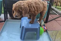 Ruby Mae, a female Goldendoodle for sale in Oklahoma City, OK – 2 of 2