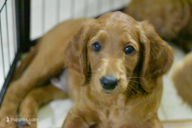 Jasper James – Goldendoodle puppy for sale in Oklahoma City, OK