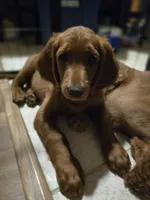 Jasper James, a male Goldendoodle for sale in Oklahoma City, OK – 2 of 2