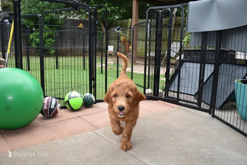 Winston – Goldendoodle puppy for sale in Oklahoma City, OK