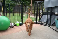 Winston, a male Goldendoodle for sale in Oklahoma City, OK – 1 of 2