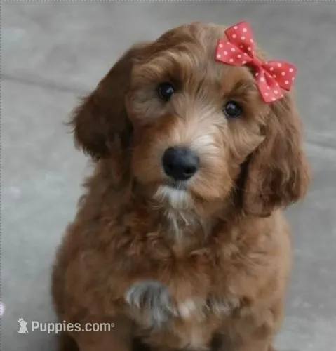 Ruby Mae – Goldendoodle puppy for sale in Oklahoma City, OK