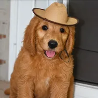 Theo, a male Goldendoodle for sale in Oklahoma City, OK – 4 of 4