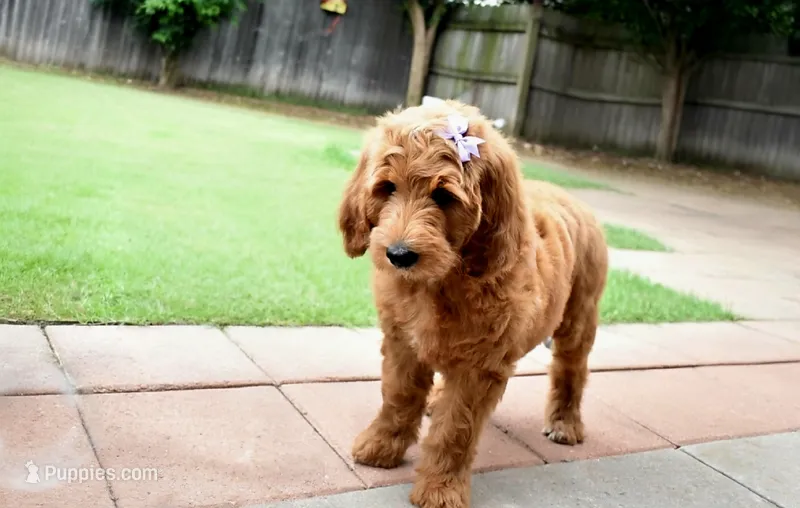 Violet Grace – Goldendoodle puppy for sale in Oklahoma City, OK