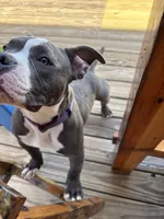 Pocket Bully, Blue, Rick, a male American Bully for sale in Foley, AL – 7 of 8