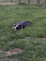 Pocket Bully, Blue, Rick, a male American Bully for sale in Foley, AL – 6 of 8
