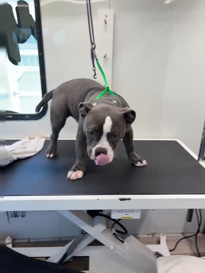 Pocket Bully, Blue, Rick, a male American Bully for sale in Foley, AL – 8 of 8