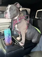 Pocket Bully, Blue, Rick, a male American Bully for sale in Foley, AL – 2 of 8