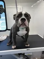 Pocket Bully, Blue, Rick, a male American Bully for sale in Foley, AL – 4 of 8