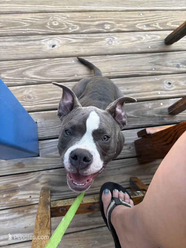 Pocket Bully, Blue, Rick – American Bully puppy for sale in Foley, AL