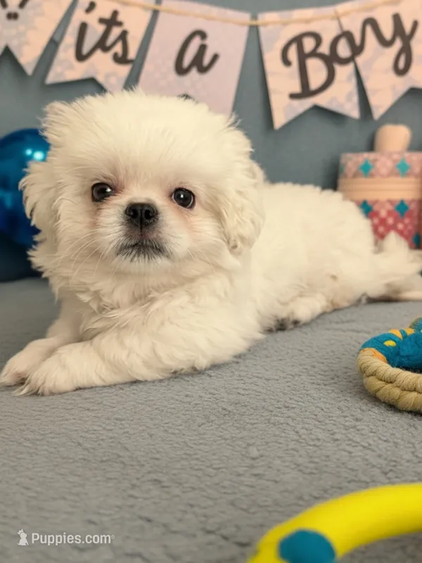Willim – Pekingese puppy for sale in Raeford, NC