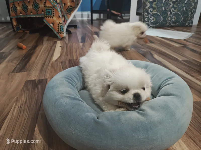 Willim – Pekingese puppy for sale in Raeford, NC