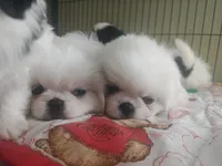 Willim, a male Pekingese for sale in Raeford, NC – 3 of 3