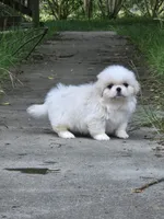 Colin, a male Pekingese for sale in Raeford, NC – 1 of 1