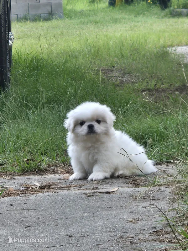 Willim – Pekingese puppy for sale in Raeford, NC