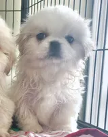 Willim, a male Pekingese for sale in Raeford, NC – 2 of 3