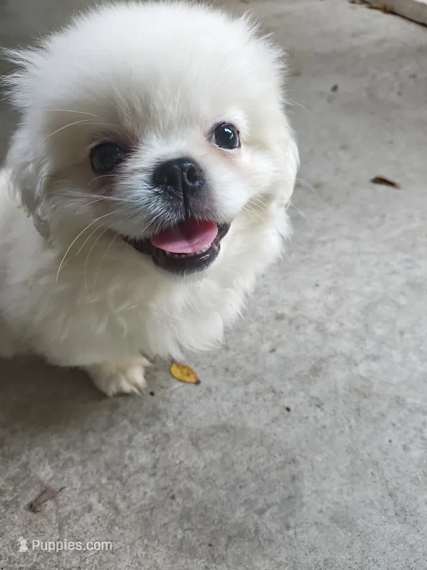 Willim – Pekingese puppy for sale in Raeford, NC