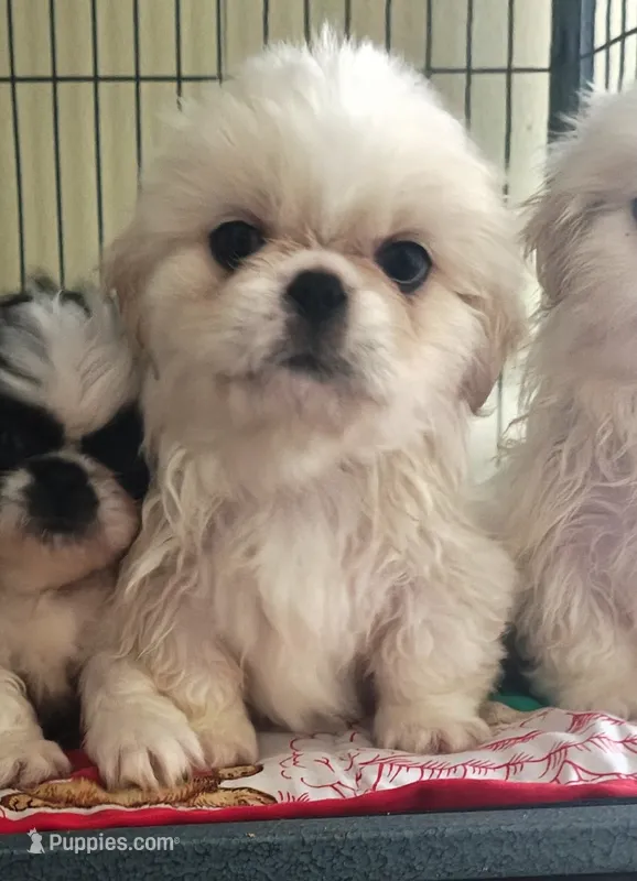 Carla May – Pekingese puppy for sale in Raeford, NC