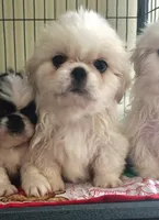Carla May, a female Pekingese for sale in Raeford, NC – 1 of 1